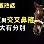 鼻箍與交叉鼻箍 大有分別